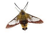 Broad-bordered Bee Hawk-Moth