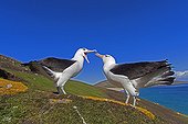 Black-browded albatros mating game - Falklands Islands