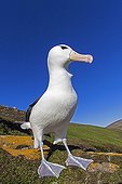 Black-browded albatros on a rock - Falkland Islands