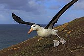 Black-browded albatros taking off - Falkland Islands ; Black-browded albatros walking on a ground covered with yellow and orange lichen. 
