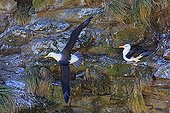 Black-browded albatros taking off - Falkland Islands