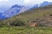 Guanaco in the steppe - Torres del Paine Chile