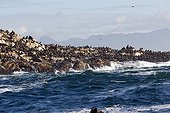 Cape fur seals on rocky shores - Seal Island South Africa 