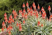 Krantz Aloe flowers - Kirstenbosch South Africa