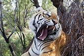 Portrait of Bengal Tiger aggressive 