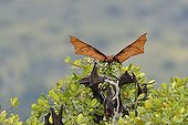 Black flying fox - Komodo National Park