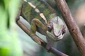 Panther Chameleon on a branch 