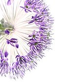 Flower gardening garlic on white background