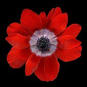 Horticultural flower Anemone on black background