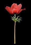 Horticultural flower Anemone on black background