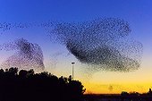 Common Starlings joining their dormitory in winter - France