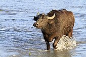 Water buffalo wading - Lake Kerkini Greece 