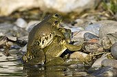 Lowland frogs mating on bank - France