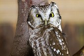 Boreal Owl on a branch Bayerischer Wald - Germany 