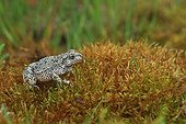 Midwife Toad Moss