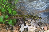 Marbled Newt