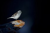 White-winged Snowfinch - Switzerland