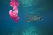 Whale shark swims by a plastic bag - Oslob Philippines - Composite image