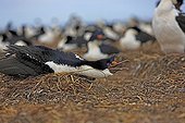 Cormoran à ventre blanc en défense au nid - Iles Malouines ; face à un prédateur