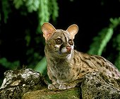 Small-spotted genet - Europe