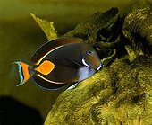 Redtail Surgeonfish - Australia