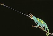 Jackson's Chameleon - Madagascar