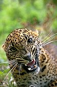 Sri Lankan Leopard - Asia