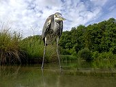 Grey Heron in water - Midlands Britain UK