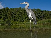 Grey Heron in water - Midlands Britain UK