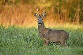 Male Roedeer in tall grass - Alsace France 