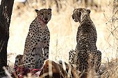 Cheetahs on a dead antelope - Tarangire Tanzania 