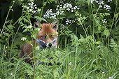 Red fox standing in a hedge at spring GB