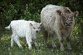 Galloway cow and her calf in Vaucluse - France