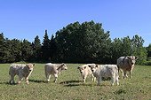 Galloway cows and their calves in Vaucluse - France