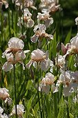Iris 'Vanity' in bloom in a garden