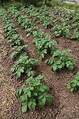 Potatoes in an organic kitchen garden