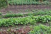 Vegetables in an organic kitchen garden