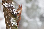 Red squirrel on a trunck - Northern Vosges France