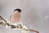 Bullfinch on a branch in winter - Northern Vosges France 