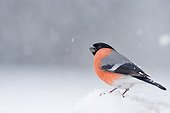 Bullfinch under snow - Northern Vosges France 
