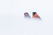 Bullfinches in snow - Northern Vosges France 