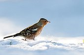 Common Chaffinch in snow - Northern Vosges France 