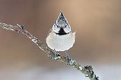 European Crested Tit - Northern Vosges France 