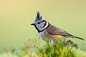 European Crested Tit on moss - France 