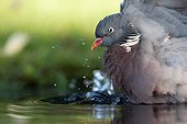 Common Wood Pigeon bathing - Northern Vosges France 