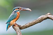 Common Kingfisher with prey - Northern Vosges France