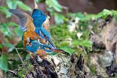 Common Kingfisher mating - Northern Vosges France 