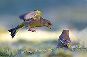 European Greenfinch fighting - Northern Vosges France 