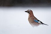 Eurasian Jay in the snow - France 