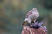 Juvenile male Sparrowhawk with prey - Northern Vosges France 